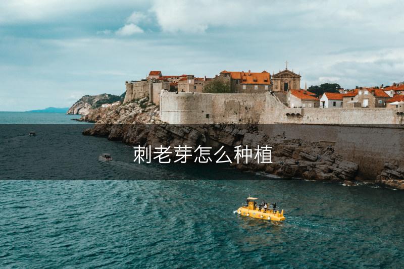 刺老芽怎么种植(图1)