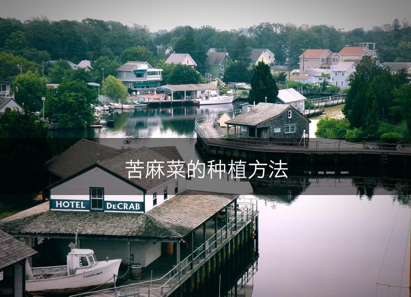 苦麻菜的种植方法(图1)