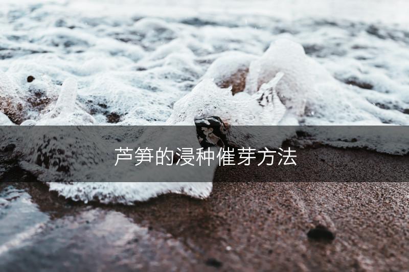 芦笋的浸种催芽方法(图1)