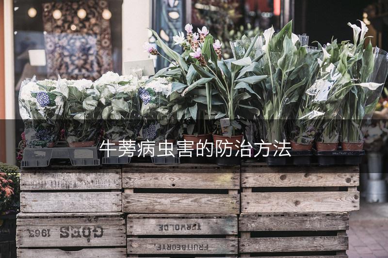 牛蒡病虫害的防治方法(图1)
