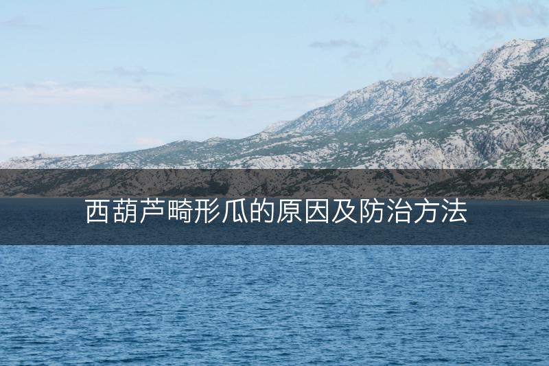 西葫芦畸形瓜的原因及防治方法(图1)