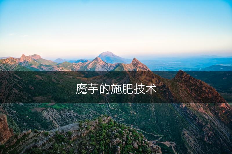 魔芋的施肥技术(图1)