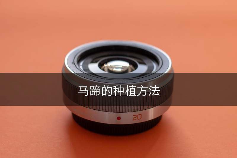 马蹄的种植方法(图1)