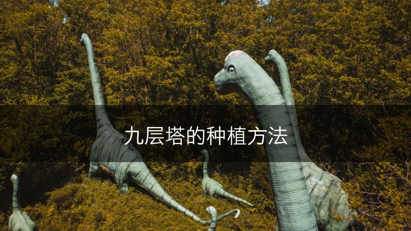 九层塔的种植方法(图1)