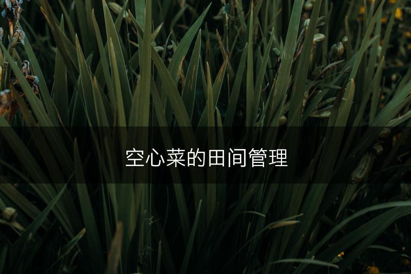 空心菜的田间管理(图1)