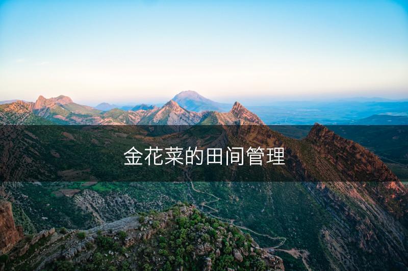 金花菜的田间管理(图1)