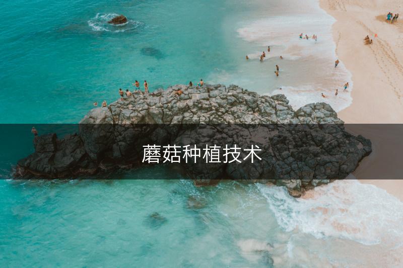 蘑菇种植技术(图1)