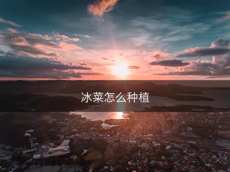 冰菜怎么种植(图1)