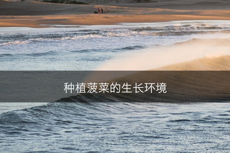 种植菠菜的生长环境(图1)