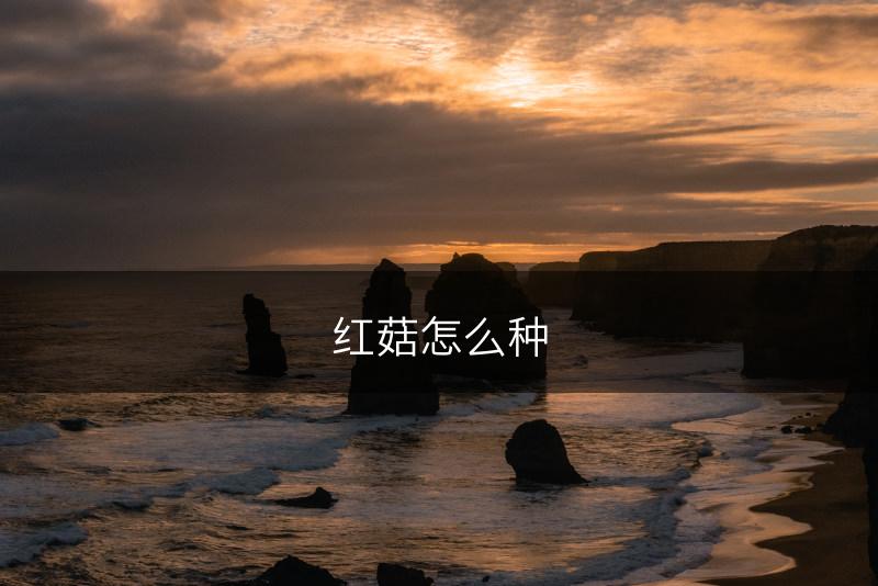 红菇怎么种(图1)