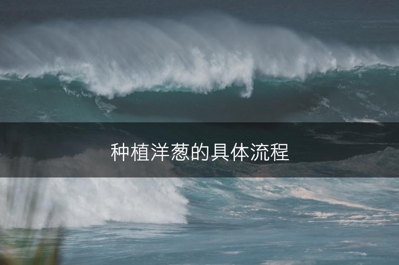 种植洋葱的具体流程(图1)