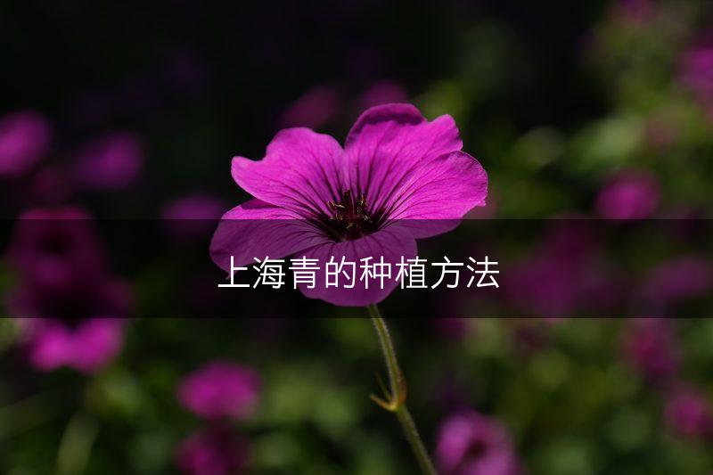 上海青的种植方法(图1)