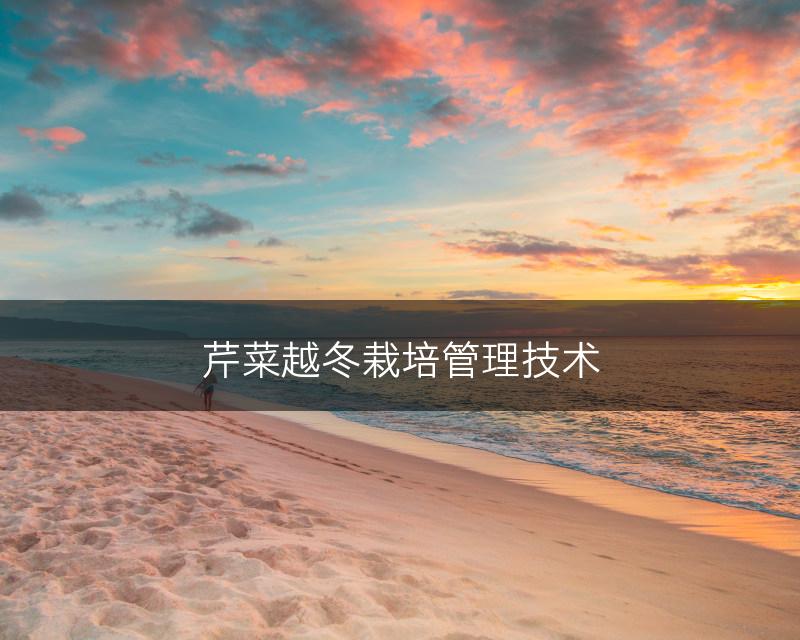 芹菜越冬栽培管理技术(图1)