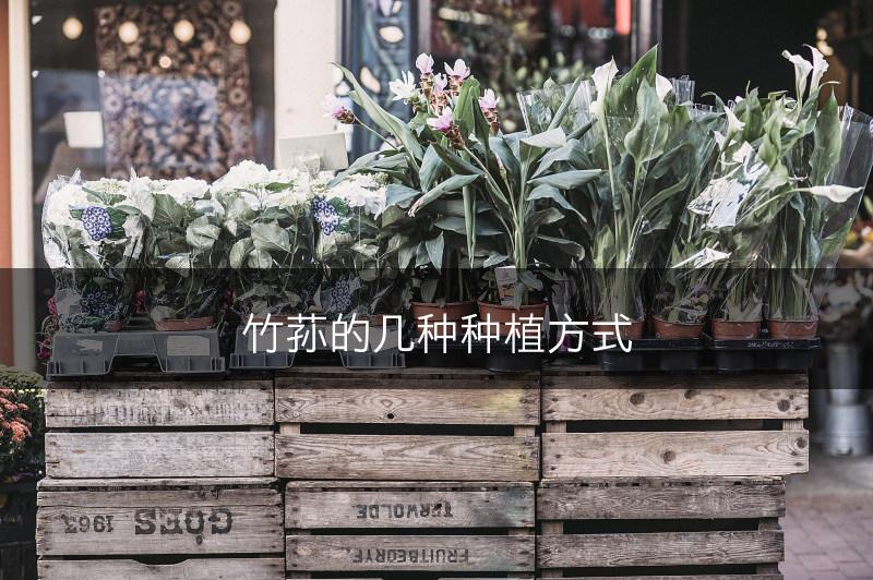 竹荪的几种种植方式(图1)