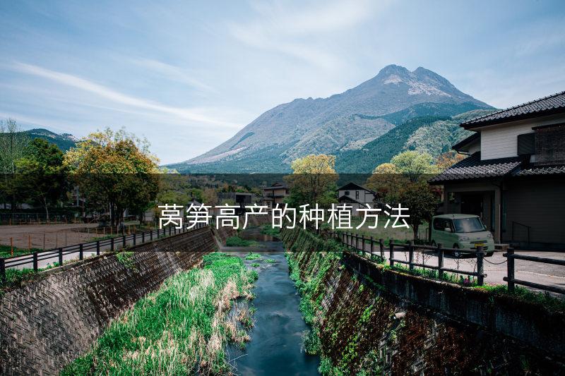 莴笋高产的种植方法(图1)