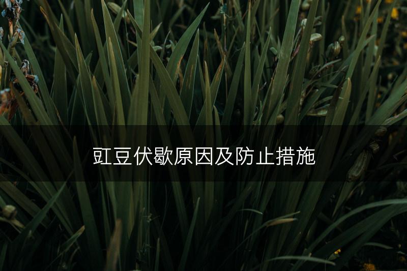 豇豆伏歇原因及防止措施(图1)