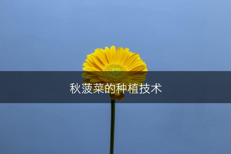 秋菠菜的种植技术(图1)