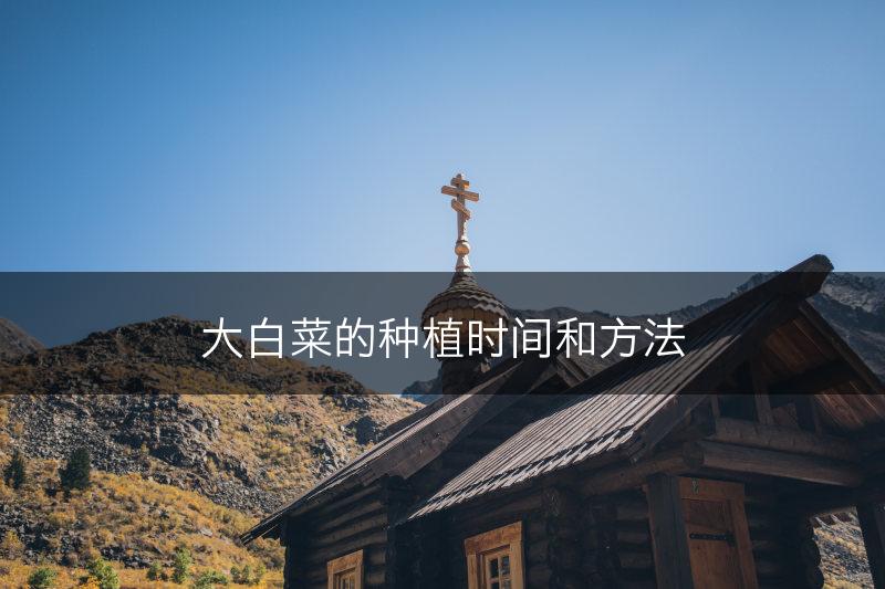 大白菜的种植时间和方法(图1)