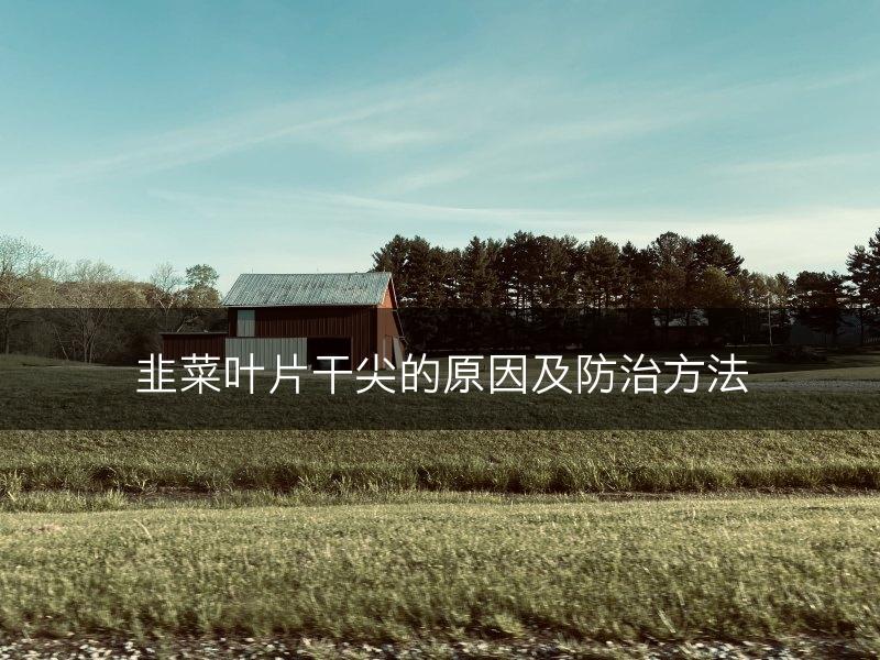 韭菜叶片干尖的原因及防治方法(图1)