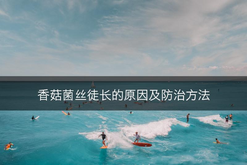 香菇菌丝徒长的原因及防治方法(图1)
