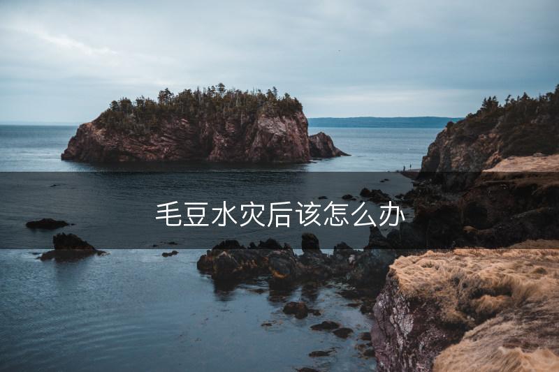 毛豆水灾后该怎么办(图1)