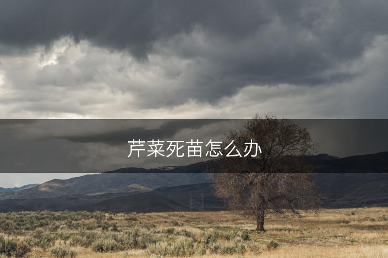 芹菜死苗怎么办(图1)