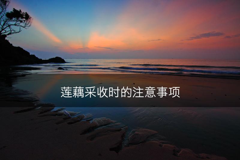 莲藕采收时的注意事项(图1)