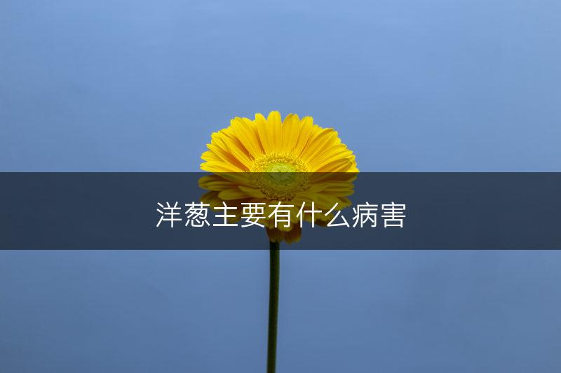 洋葱主要有什么病害(图1)
