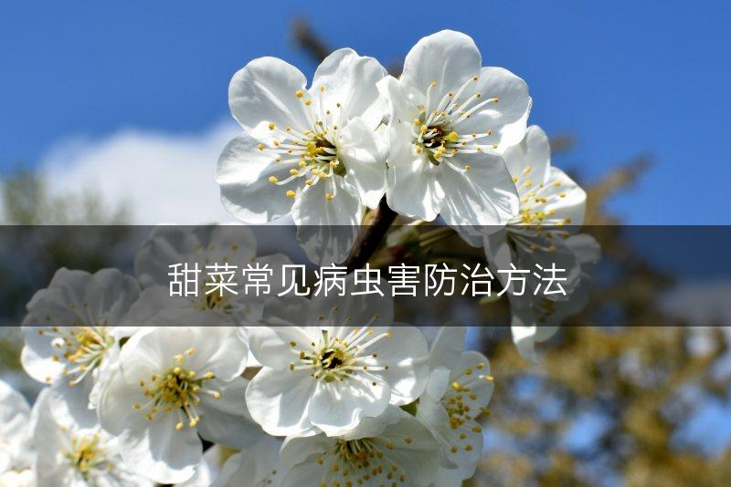 甜菜常见病虫害防治方法(图1)