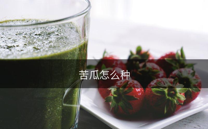 苦瓜怎么种(图1)