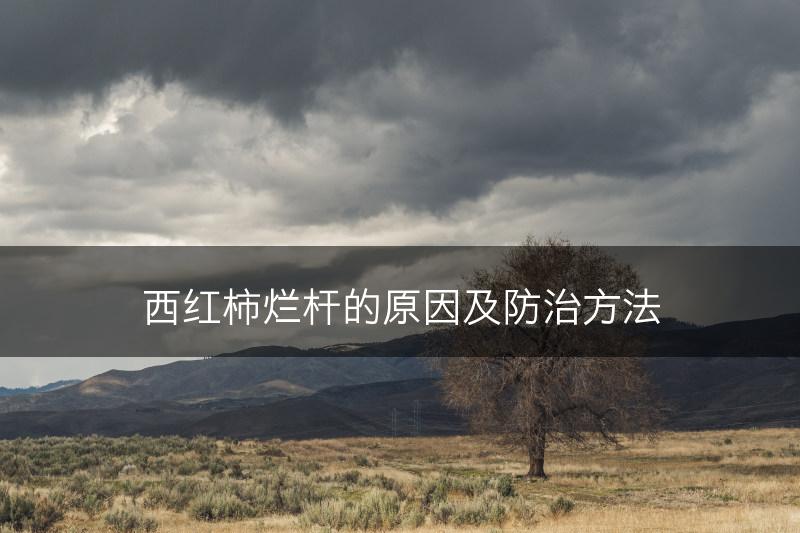 西红柿烂杆的原因及防治方法(图1)