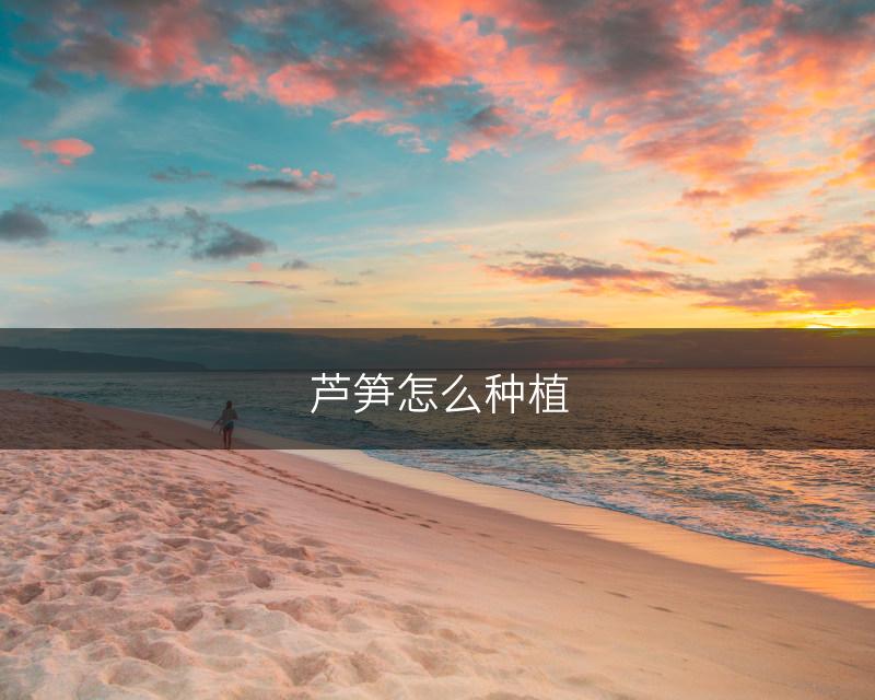 芦笋怎么种植(图1)