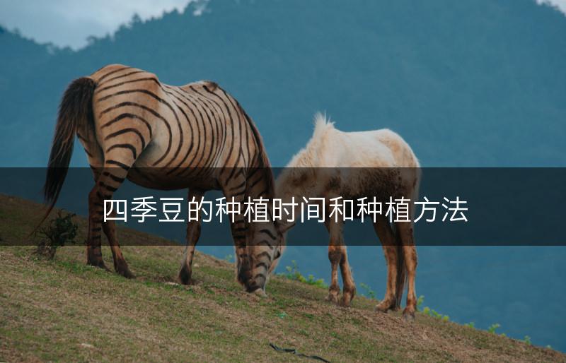 四季豆的种植时间和种植方法(图1)