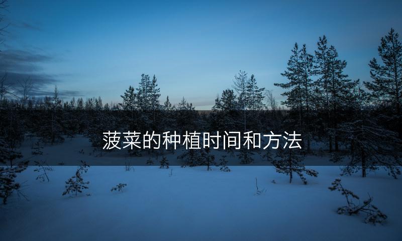 菠菜的种植时间和方法(图1)
