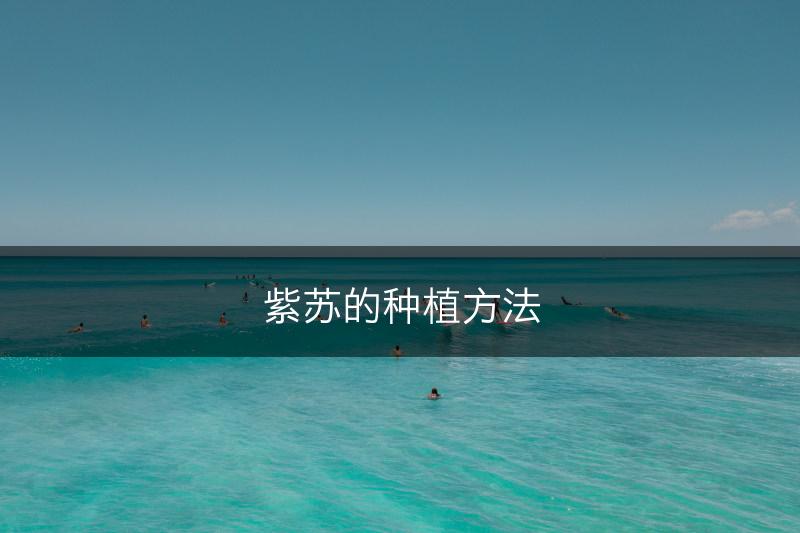 紫苏的种植方法(图1)