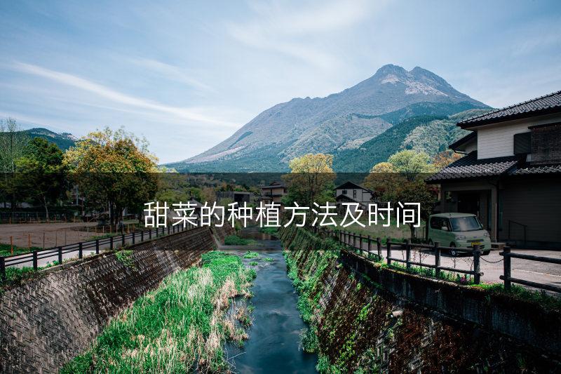 甜菜的种植方法及时间(图1)