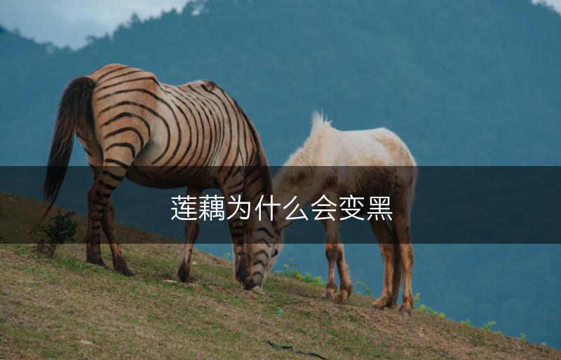莲藕为什么会变黑(图1)