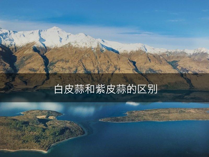 白皮蒜和紫皮蒜的区别(图1)