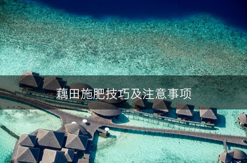 藕田施肥技巧及注意事项(图1)