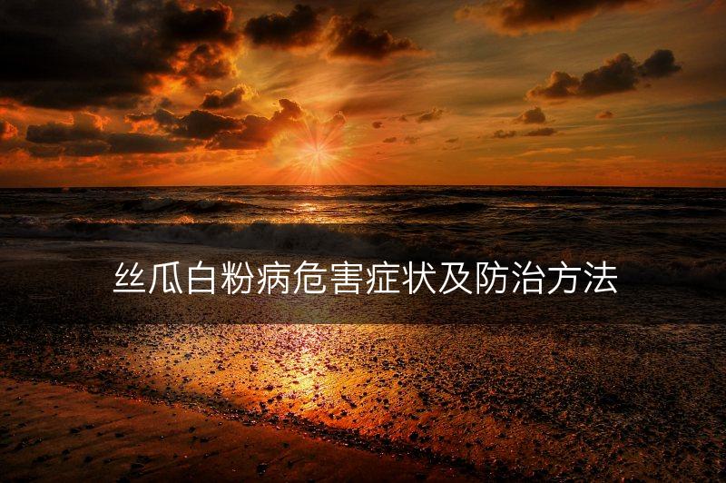 丝瓜白粉病危害症状及防治方法(图1)