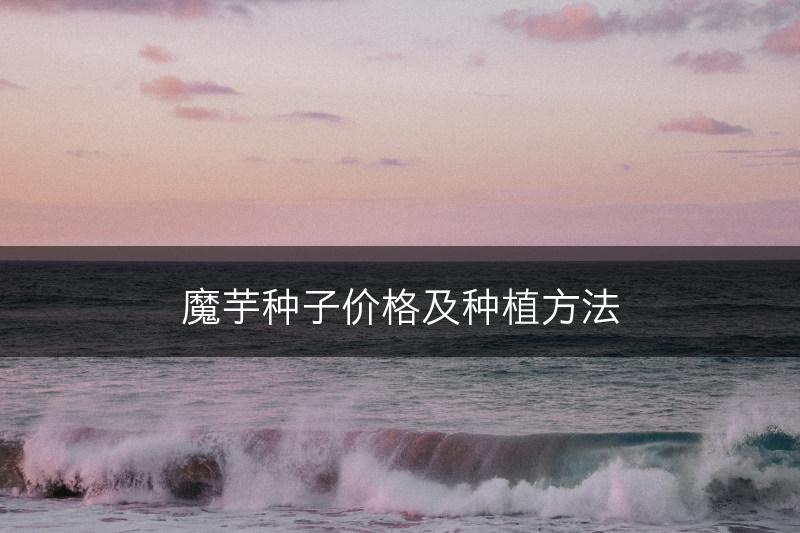 魔芋种子价格及种植方法(图1)