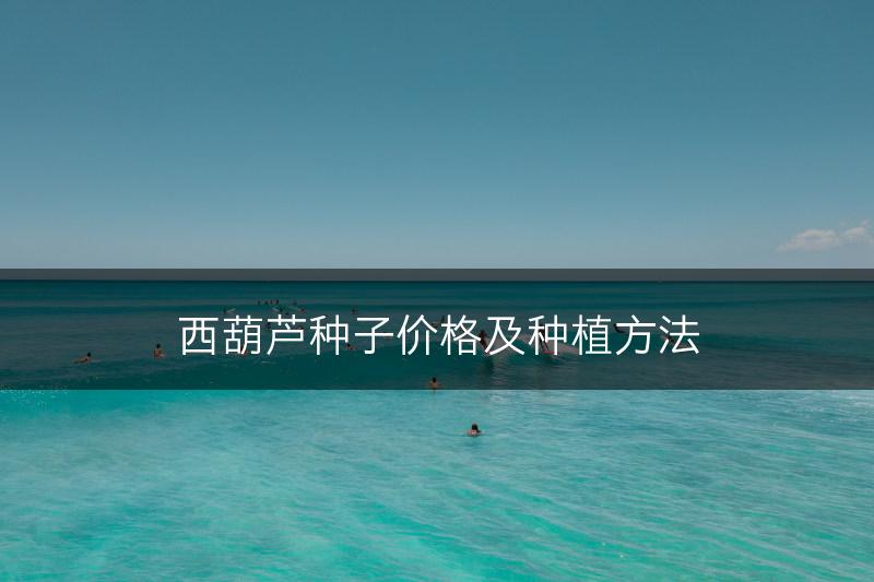 西葫芦种子价格及种植方法(图1)