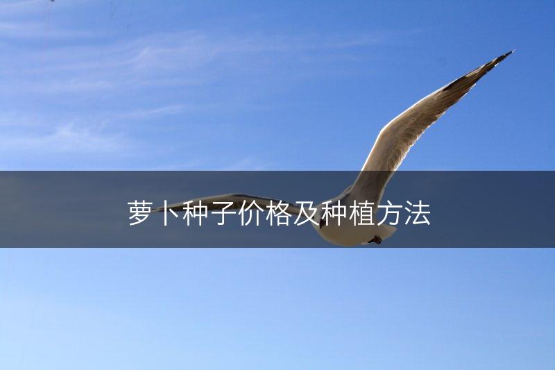 萝卜种子价格及种植方法(图1)