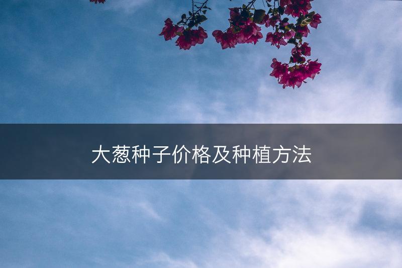 大葱种子价格及种植方法(图1)