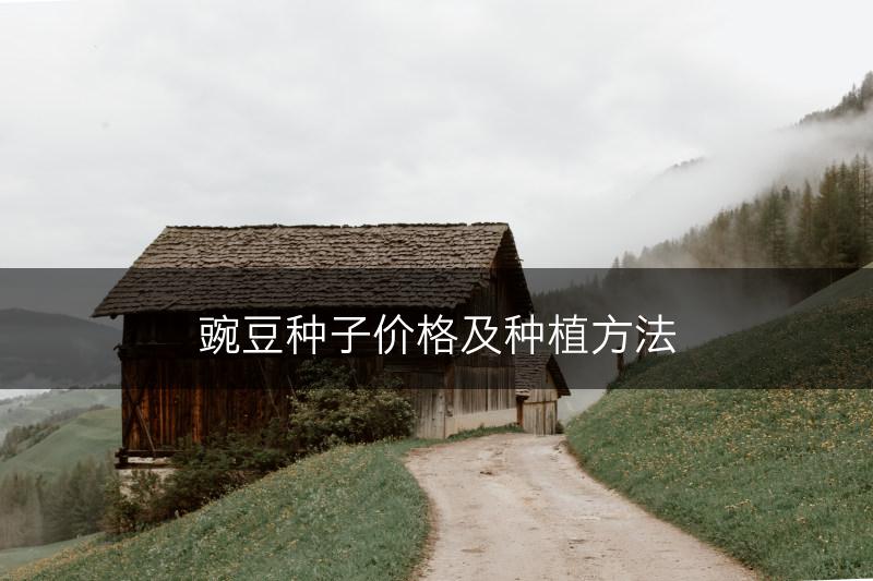 豌豆种子价格及种植方法(图1)