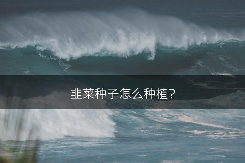 韭菜种子怎么种植？(图1)