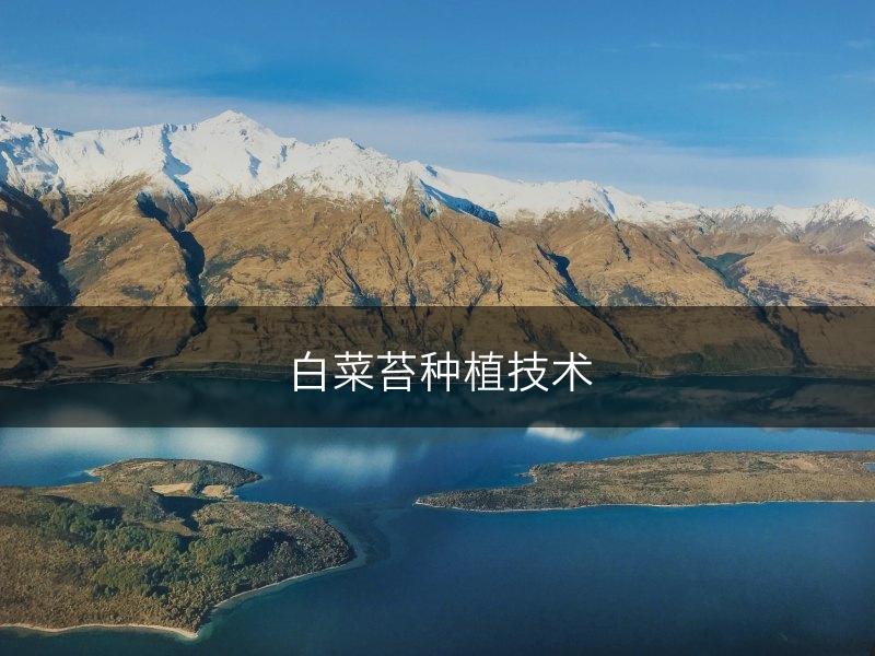 白菜苔种植技术(图1)