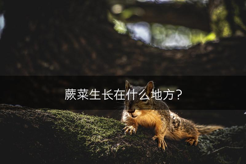 蕨菜生长在什么地方？(图1)