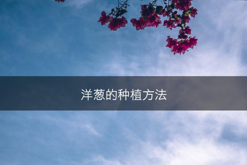 洋葱的种植方法(图1)