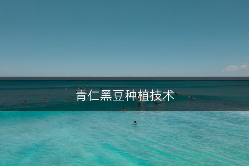 青仁黑豆种植技术(图1)